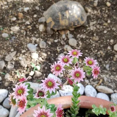 Apartman Garden Family Makarska