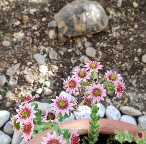 Apartment Garden Family Makarska